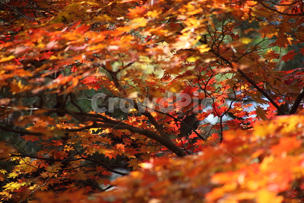 단풍,단풍나무,엽록소,가을,redleaves,maple,가을,계절,fall,autumn,season,leaf,잎,plant,식물,tree,나무,maple