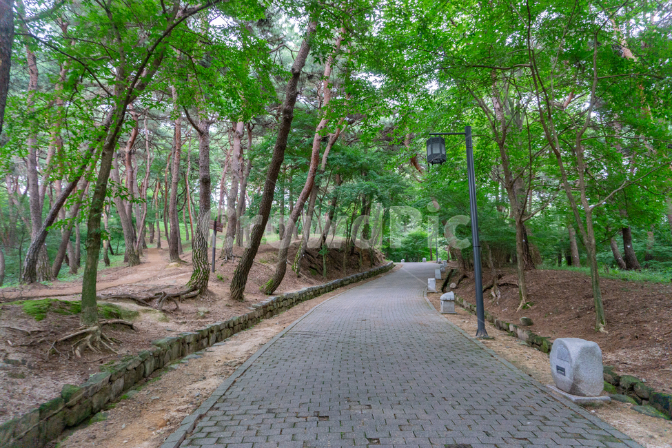 부소산,부소산성,부여,산길,백제,유적지,흐린날씨,여름,숲,산,path,pathway,lane,trail,오솔길,등산로,나무,초록,숲길,자연,풍경,nature,landscape,통로
