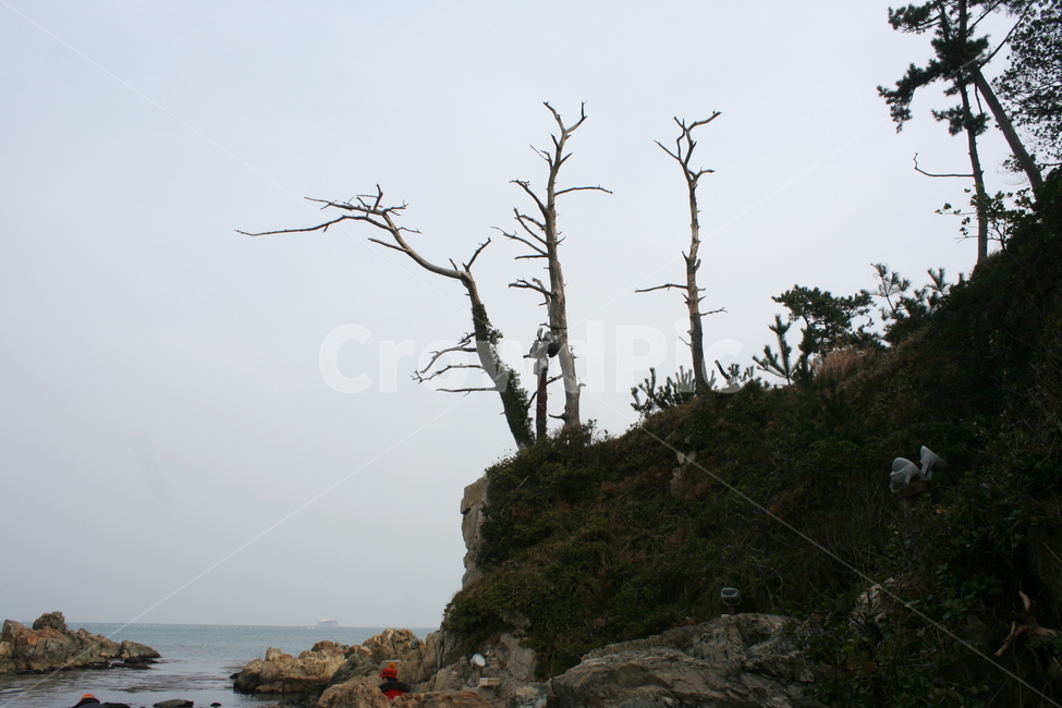 섬,돌섬,해안,nature,자연,outdoors,고사목