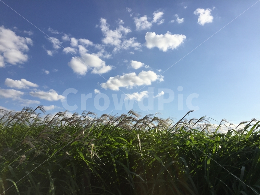 억새,억새밭,하늘공원,억새축제,가을,자연,풍경,nature,landscape,가을,계절,fall,autumn,season,grass,잔디,plant,식물,lawn