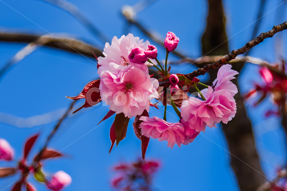 벚꽃,봄,겹벚꽃,하늘,파란색,꽃,식물,자연,핑크,핑크색꽃,계절,시즌,spring,春,スプリング,桜,벚나무,봄,계절,spring,season,식물,자연,plants,nature,꽃,flower,plant,blossom,geranium,제라늄