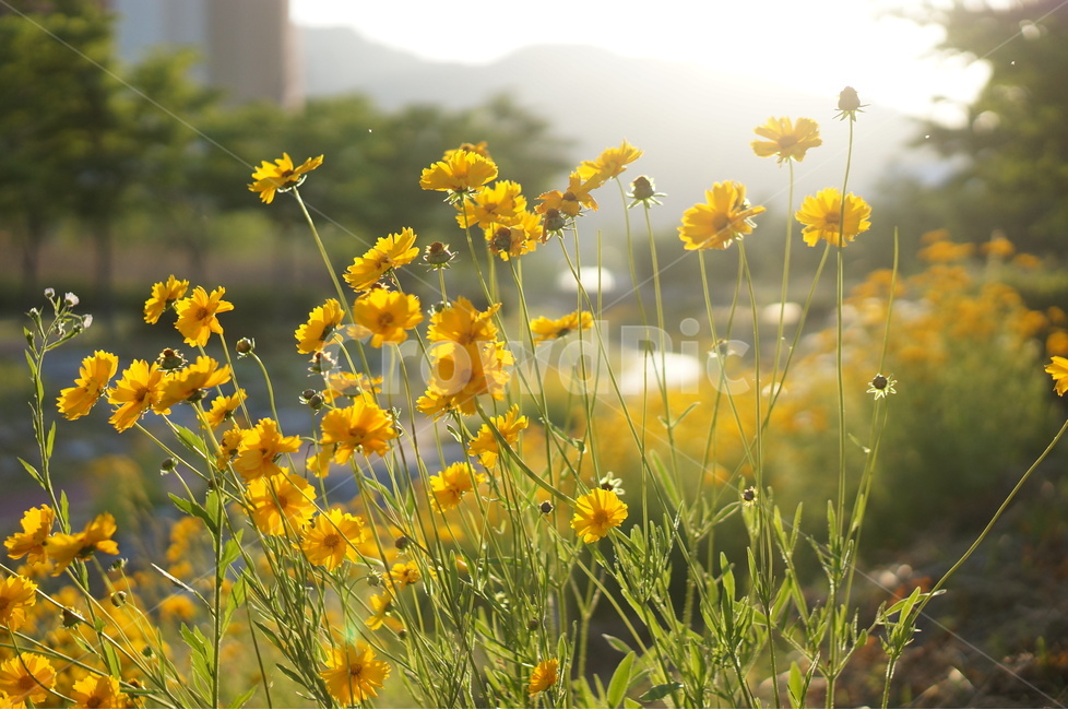 금계국,꽃,노랑,햇살,빛,오후,식물,자연,plants,nature,꽃,flower