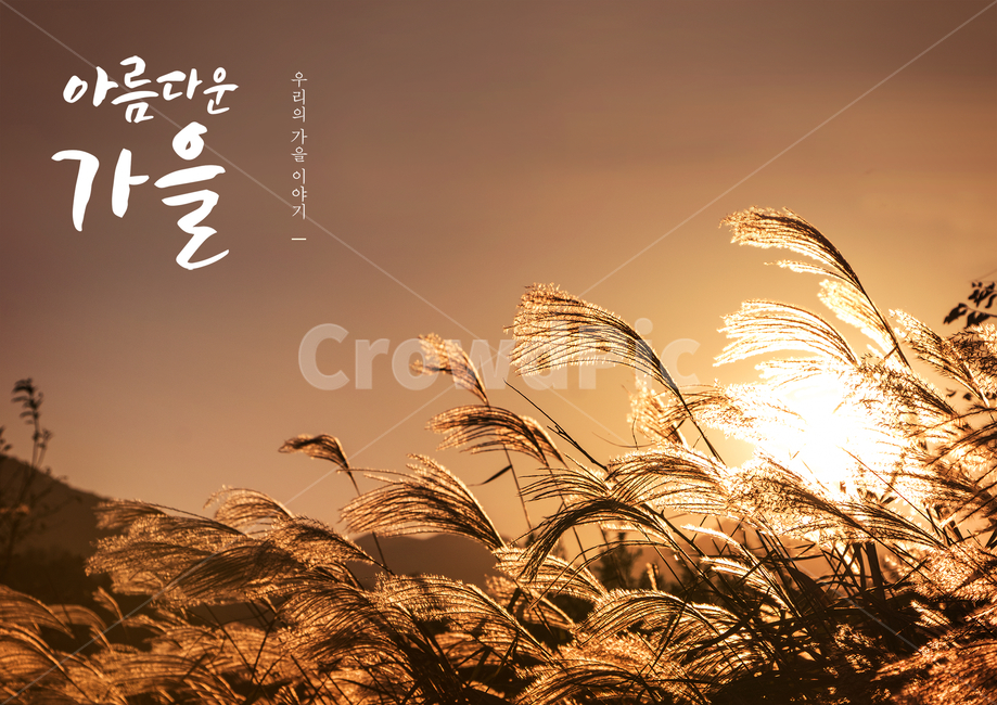 갈대,일몰,가을,감성,캘리,캘리그라피,손글씨,붓글씨,표지,브로슈어,전단지,카달로그,가을,계절,fall,autumn,season,캘리그라피,손글씨,calligraphy,grass,잔디,plant,식물