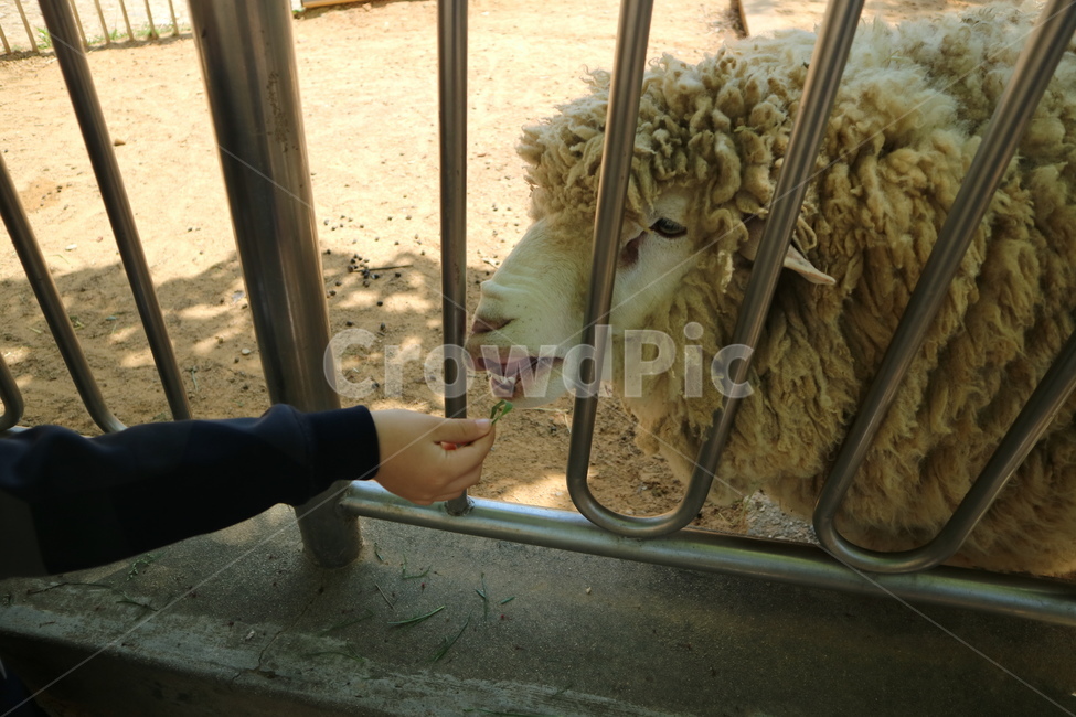 양,동물,동물원,sheep,animal,zoo,동물,animal,포유류,mammal