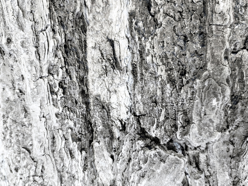 무늬,나무,나무줄기,바탕,배경,나무,trees,wood,텍스처,질감,패턴,texture,pattern
