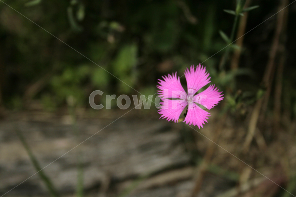 패랭이꽃,식물,flower,plants,nature,꽃,꽃봉오리,식물,자연,plants,nature,꽃,flower