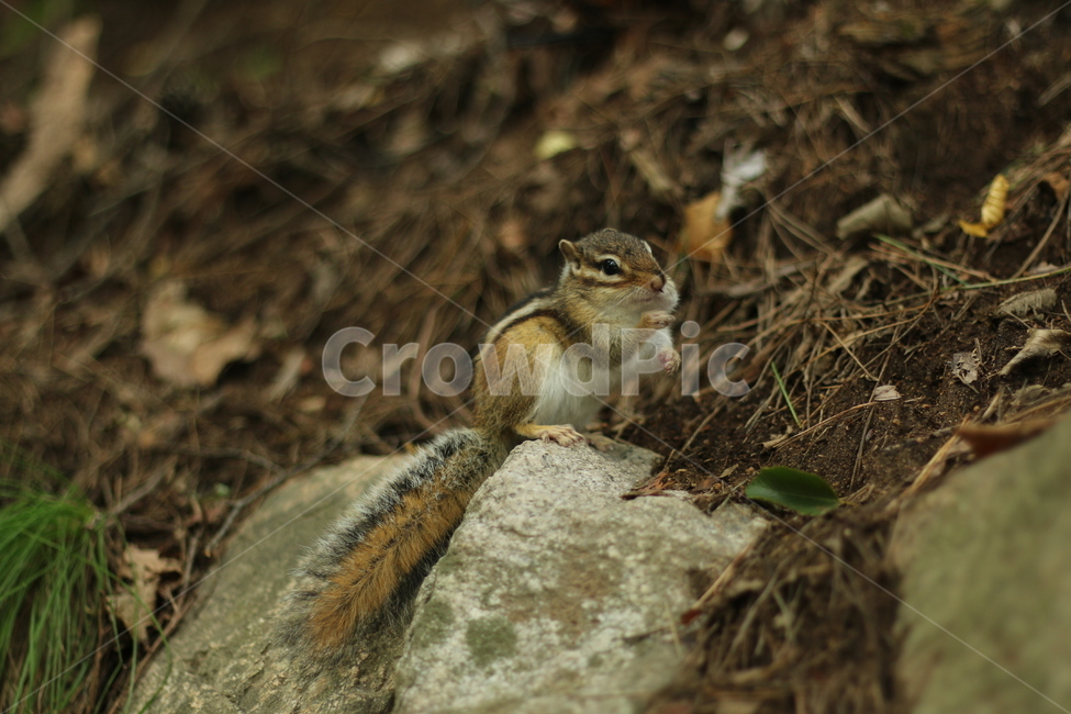 경주,불국사,다람쥐,동물,설취류,동물,animal,포유류,mammal