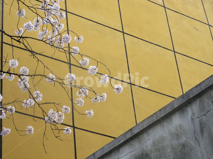 꽃,벚꽃,봄,flower,담장