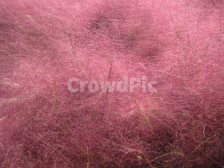 핑크,뮬리,꽃,flower,가을,pink,muhly,plant,식물