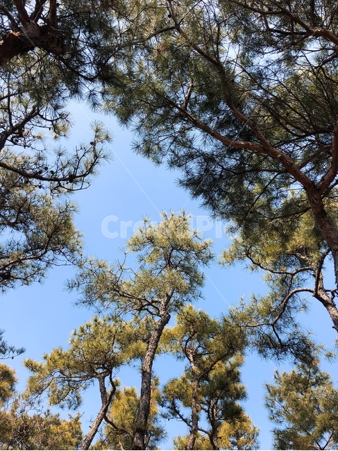 나무,산,소나무,등산,하늘