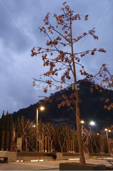 flare,플레어,light,빛,가로등,나무,tree,자연