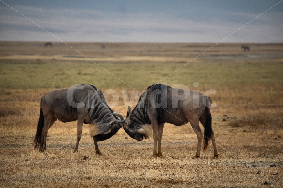 여행,아프리카,세렝게티,물소,동물,싸움,초원,탄자니아,동물,animal,포유류,mammal