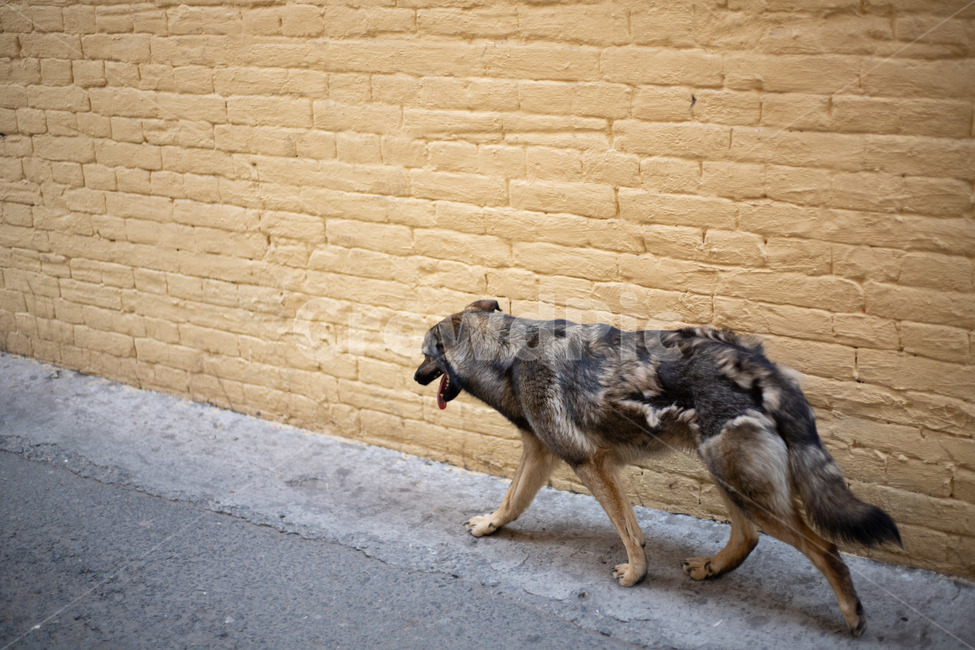 개,떠돌이개,동물,dog,animal,streetdog,동물,animal,포유류,mammal,개,강아지,dog,doggy