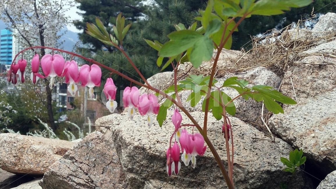 초롱꽃,꽃,식물,야생화,자연