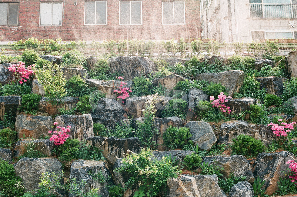 부천,부천시,심곡천,부천심곡천,감성,감성사진,꽃,꽃사진,식물,자연,plants,nature,꽃,flower,감성,sensible,feeling