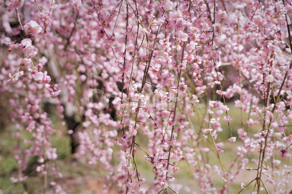 봄,꽃,매화꽃,자연,식물,나무,핑크,따뜻함,계절,nature,spring,season,tree,pink,flower,봄,계절,spring,season,꽃,flower,plant,blossom