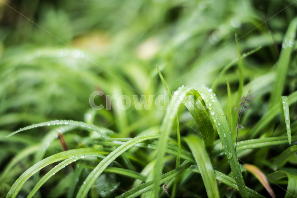 잡초,풀,초록색,물방울,이슬,빗방울,식물,자연,plants,nature