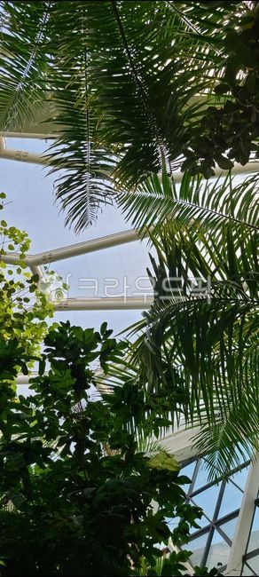 인공숲,나무,녹색,green,잎,나뭇잎,tree,수목원