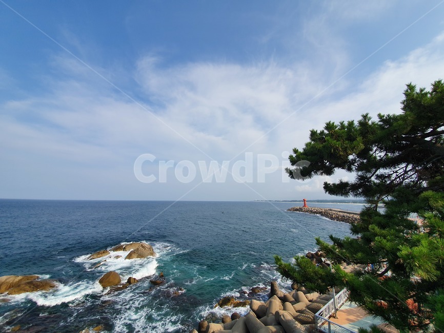 바다,하늘,파도,항구,나무