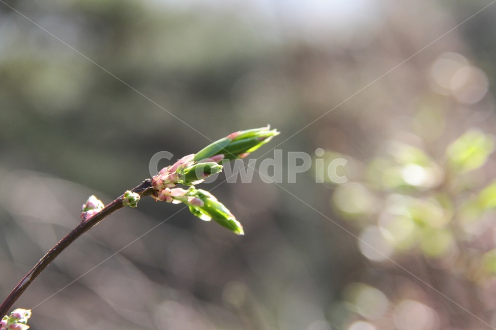 봄,싹,새순,초록,자연,식물,식물,자연,plants,nature