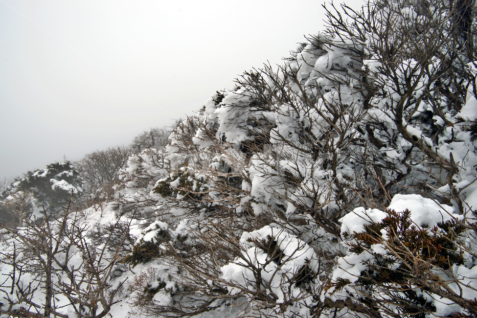한라산,설경,제주도,영실코스,눈,겨울,설화,안개,겨울,계절,winter,season