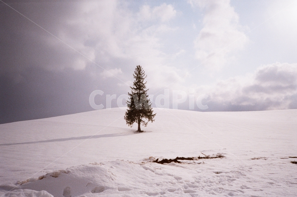 식물,tree,나무,전나무,크리스마스트리,plant,christmastree,snow,white,일본,훗카이도,비에이,japan,hokkido,biei,film,filmcamera,겨울,계절,winter,season