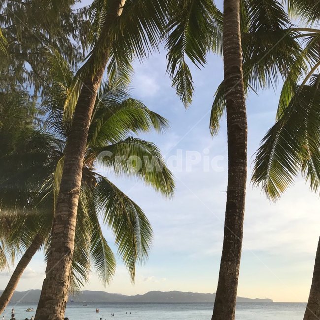 summer,여름,tropical,plant,야자수,식물,나무,tree