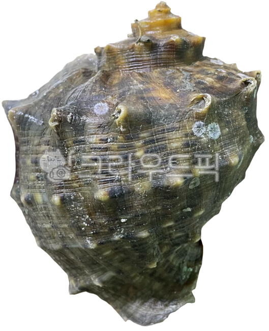 conch,seafood,Wang Sora,turbanshell,Boiled conch,shellfish,sea animals,true conch,Steamed sea conch,animal,sea creatures,topshell,invertebrates,seaanimal,horn conch,fish and shellfish,marine life
