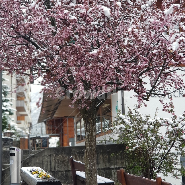 꽃,꽃나무,벚꽃나무,나무,분홍