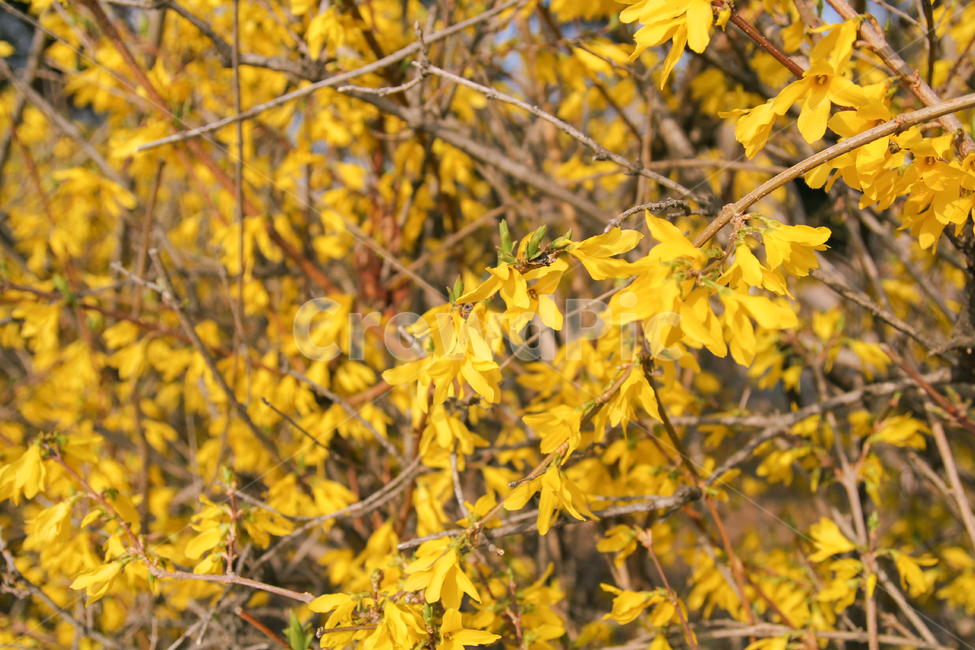 개나리,봄,꽃,자연,풍경,봄,계절,spring,season,식물,자연,plants,nature,꽃,flower,plant,leaf,잎