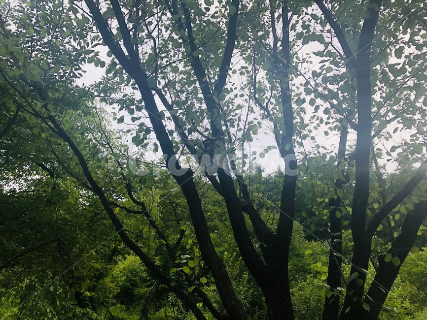 초록,자연,풍경,하늘,햇살,햇빛,나무,숲,산내음,산책,공기,색감,평안,평온,여유,고요,초목,식물,산림지