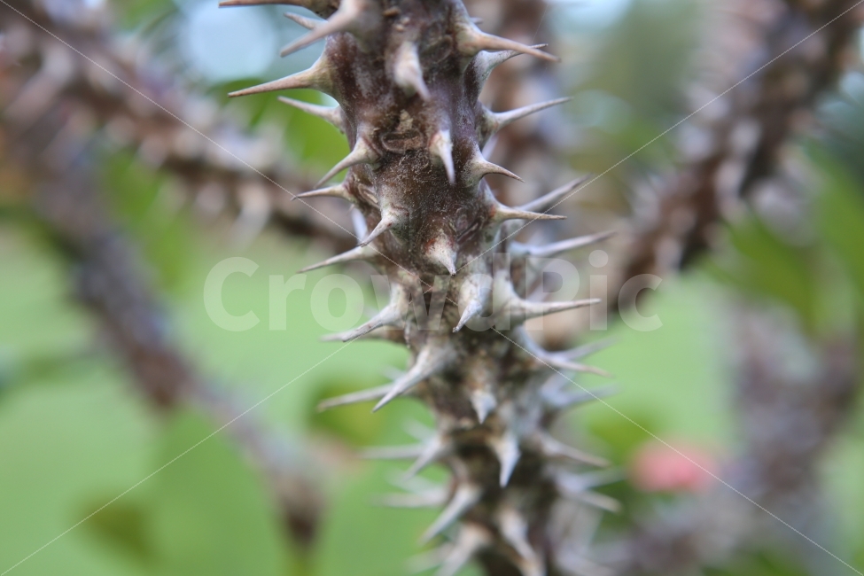가사,가시나무,배경,ppt,아프다,식물,자연,plants,nature