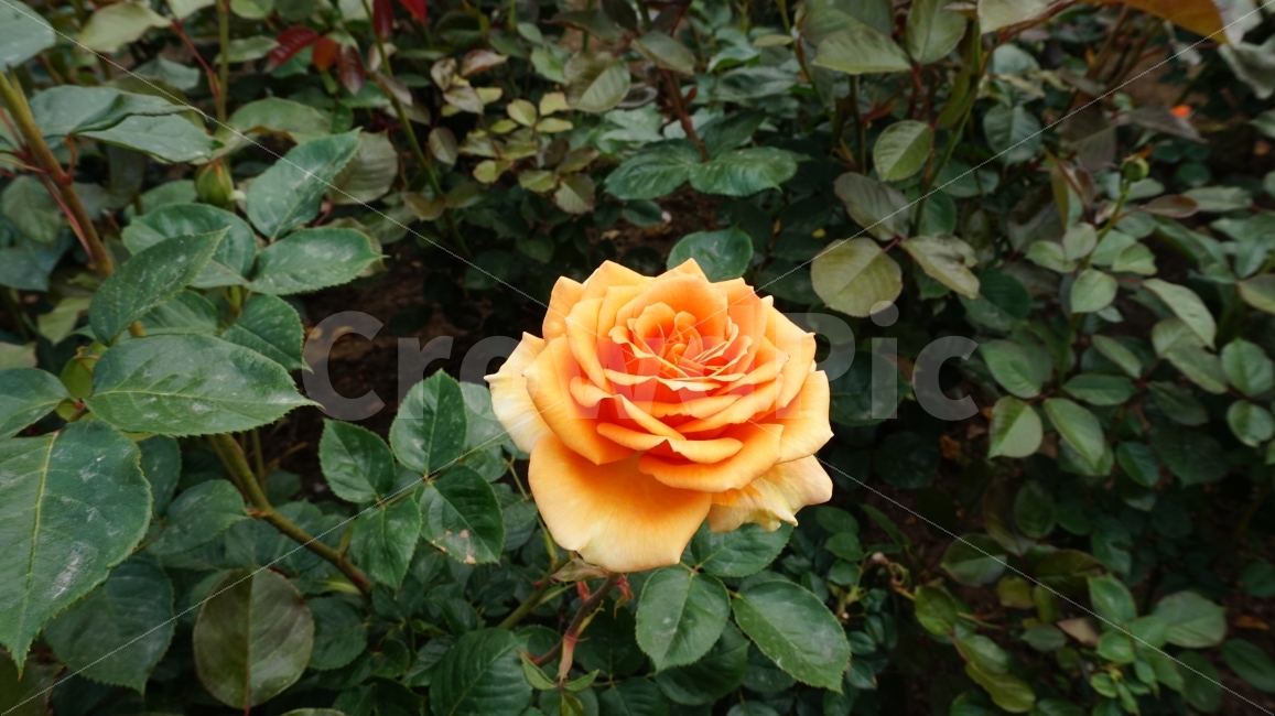 꽃,장미,flower,rose,식물,plant,울산,대공원,장미축제,주황색,노란색,오렌지색,주황,노랑,풍경,자연,nature,식물,자연,plants,nature,꽃,flower