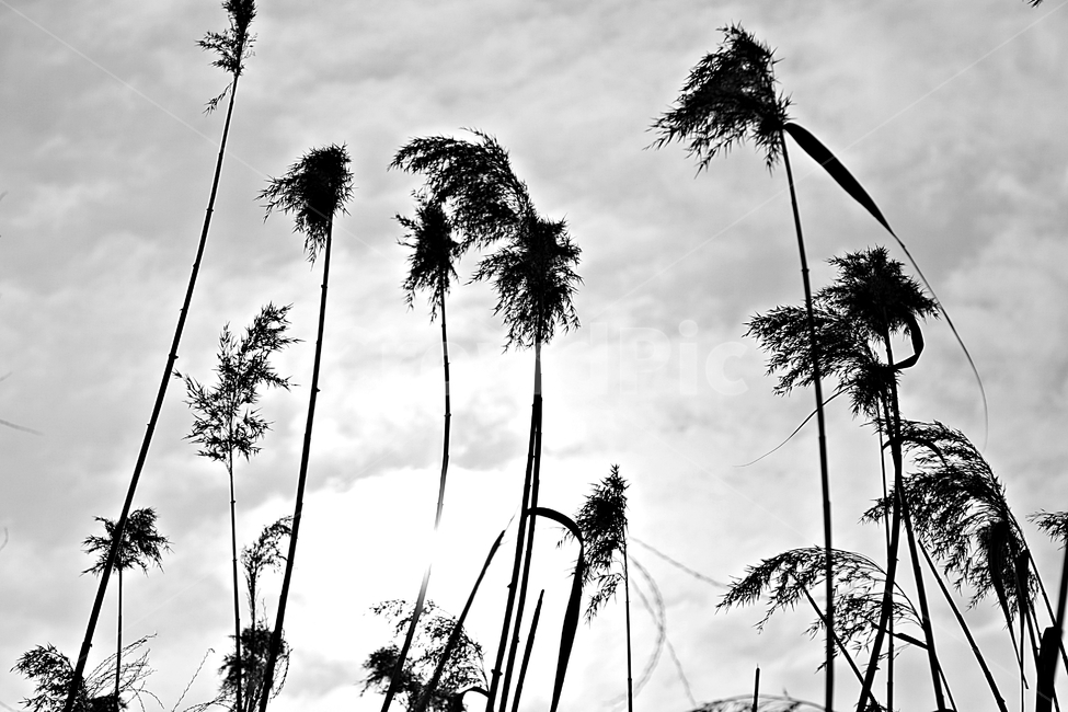 갈대,역광,식물,잡초,자연,풍경,자연,풍경,nature,landscape,실루엣,그림자,silhouette,shadow,plant,tree,나무