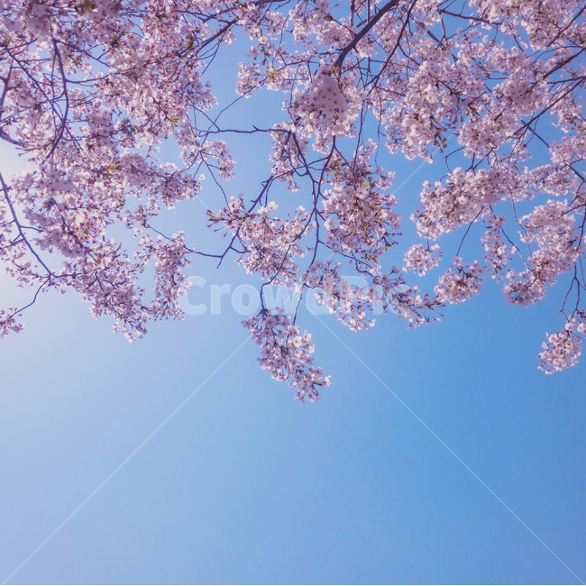 봄,벚꽃,꽃,풍경,감성사진,핑크,분홍벚꽃,개화,분홍,cherryblossom,spring,flower