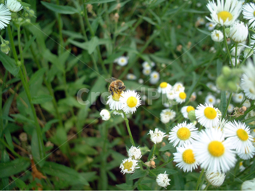 벌,꿀벌,근면,자연,꽃,bee,식물,자연,plants,nature,꽃,flower,동물,animal,곤충,벌레,insect,bug
