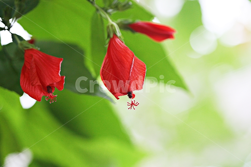말바비스커스,꽃,식물원,꽃잎,식물,자연,공원,잎,빨강,가을,식물,자연,plants,nature,꽃,flower