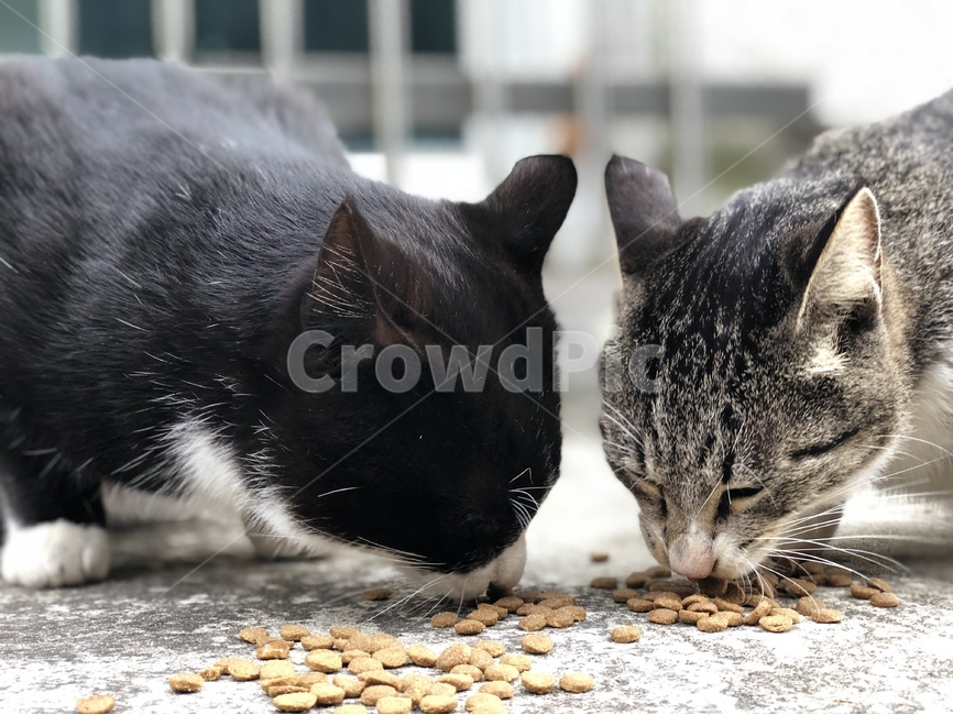 고양이,동물,길고양이,힐링,냥이,동물,animal,포유류,mammal,고양이,cat,kitten,kitty