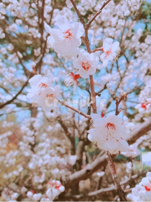 봄,벚꽃,봄꽃,벚꽃배경,꽃