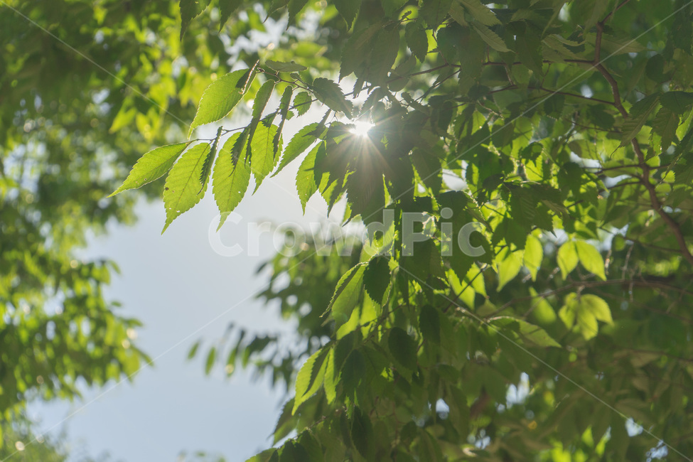 나무,풀,햇빛,초록,여름,식물,자연,plants,nature