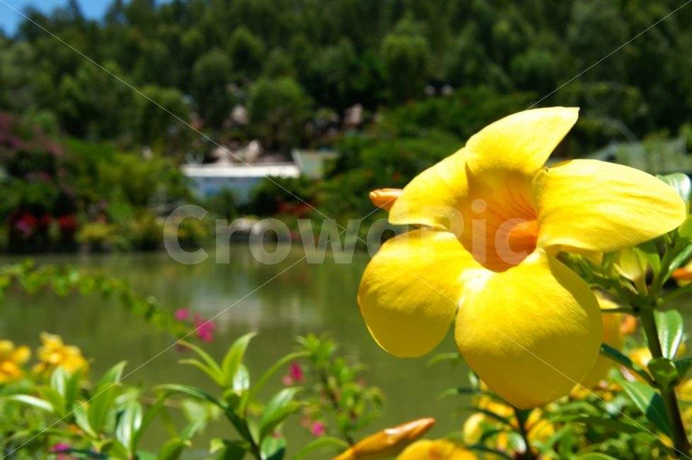 자연풍경,꽃,노랑,호수,여름,식물,자연,plants,nature,꽃,flower