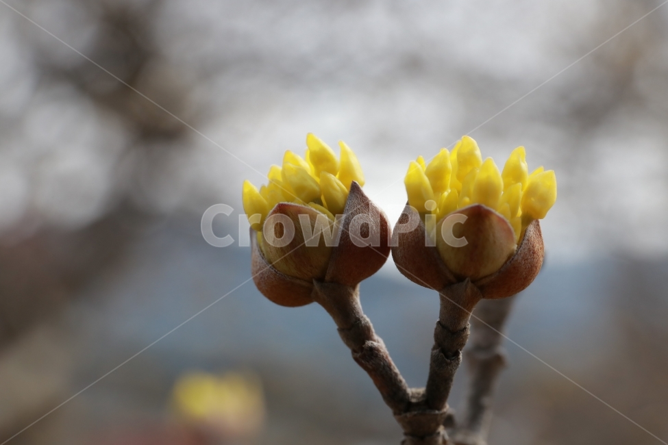 산수유,벌,봄,봄꽃,풍경,접사,식물,자연,plants,nature,꽃,flower