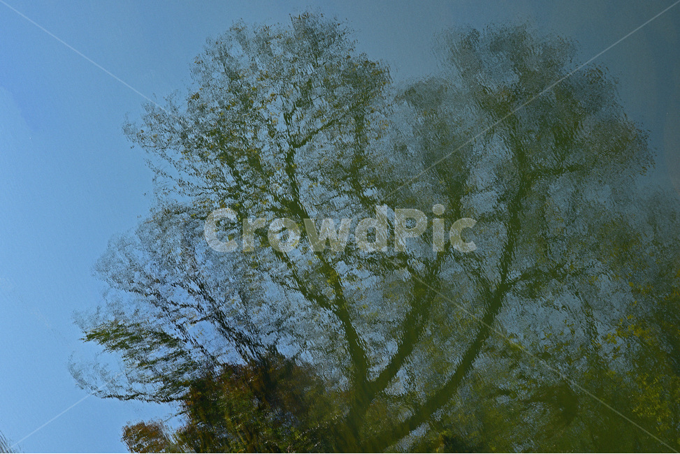 반영,그림자,반사,나르시스,narcissus,물속이미지,자연,풍경,nature,landscape,tree,나무,plant,식물