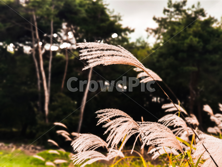 grass,plant,식물,lawn,잔디,reed,갈대,억새,자연,가을,계절,fall,autumn,season