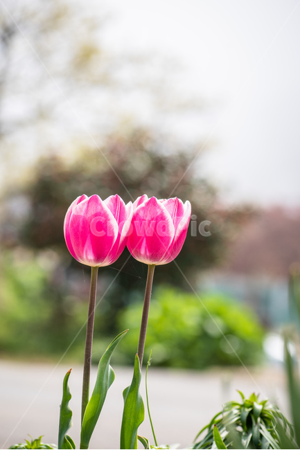 튤립,flower,봄,red,네이처,뜰,green,블로섬,식물,미,beautiful,개화,꽃,들판,변색,분홍,다채로운,여름,일,yellow,신선,정원,빨강,식물,자연,plants,nature,꽃,flower