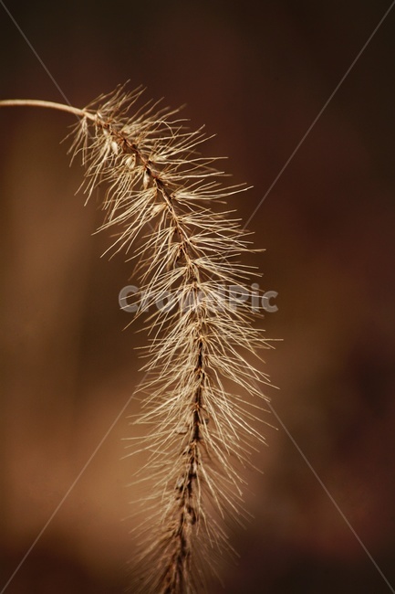 잡초,식물,접사,풀,자연,야외,plants,nature,식물,자연,plants,nature
