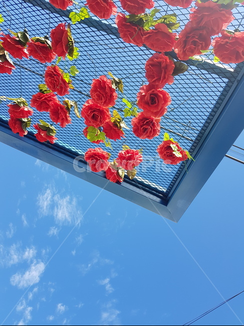 하늘,장미,철제구조물,컬러풀,rose,꽃장식