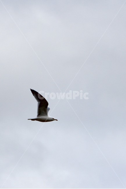 animal,동물,bird,새,flying