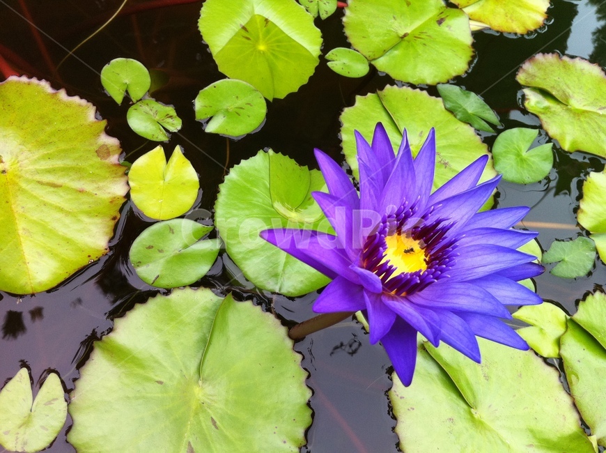수련,연꽃,lotus,waterlily,푸른수련