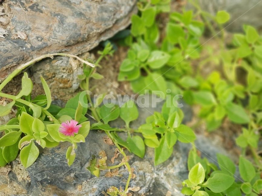 들꽃,자연,생명력,flower,green,힐링